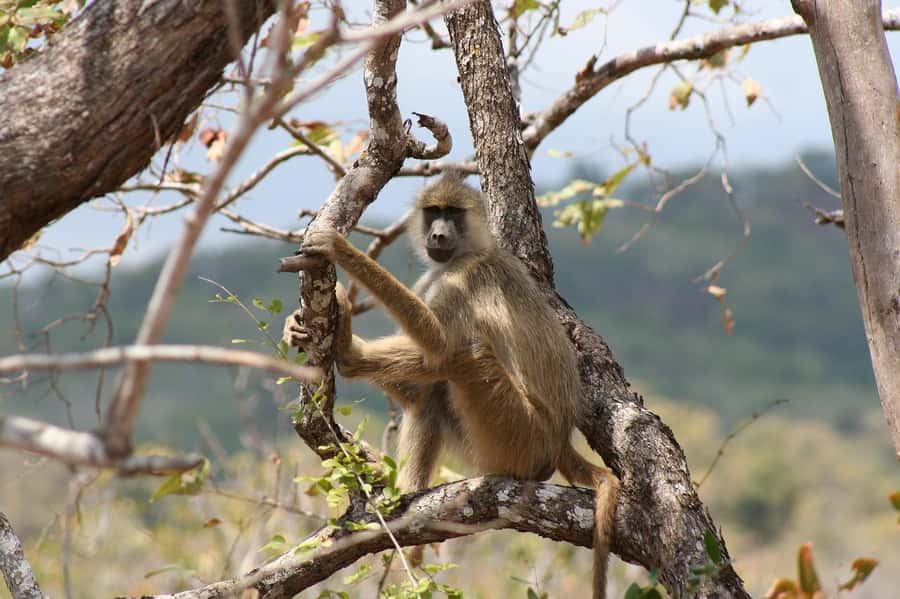 Dar es Salaam: Mikumi National Park Day Trip with Lunch - Changing in Morogoro for the one-hour park transfer