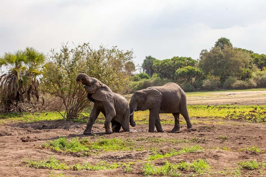 Dar es Salaam: Mikumi National Park Day Trip with Lunch - The Mikumi game drive and the animals you may find