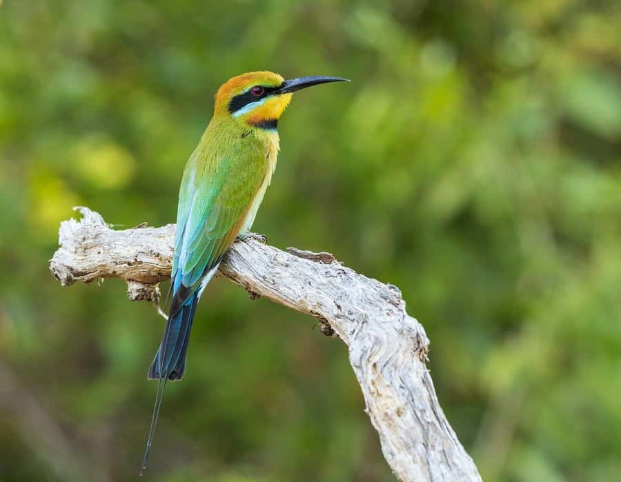Dar es Salaam: Mikumi National Park Day Trip with Lunch - Bush lunch in the park