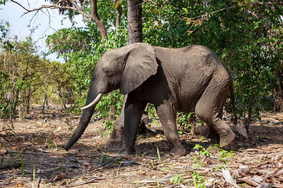 Dar es Salaam: Mikumi National Park Day Trip with Lunch - The afternoon drive and return to Dar es Salaam