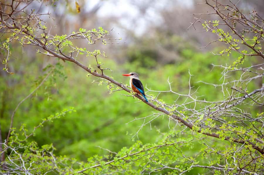 Dar es Salaam: Mikumi National Park Day Trip with Lunch - Comfort, language, and practical limits