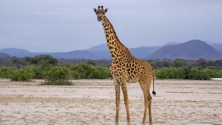 Dar es Salaam: Mikumi National Park Day Trip with Lunch - Who will get the most from this day