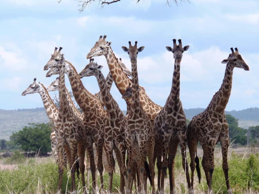 Dar es Salaam: Mikumi National Park Day Trip with Train Ride - What animal sightings are realistic?