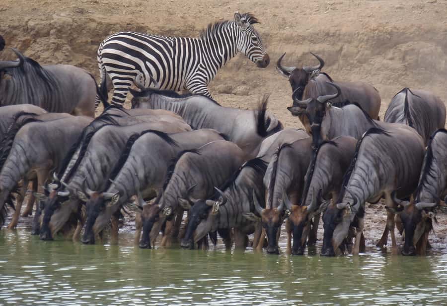 Dar es Salaam: Mikumi National Park Day Trip with Train Ride - Is $400 per person good value?