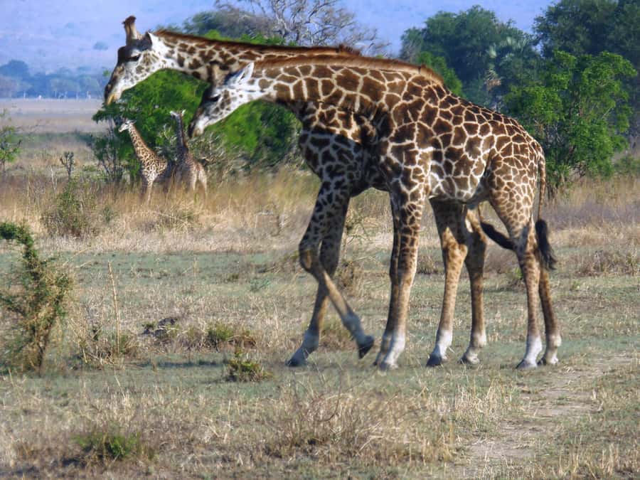 Dar es Salaam: Mikumi National Park Day Trip with Train Ride - Who should book this Mikumi trip?