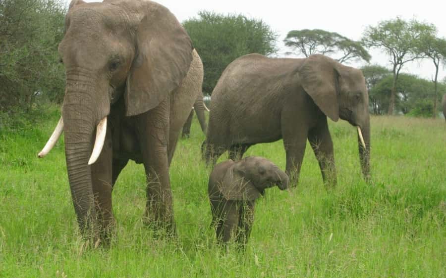 Dar Es Salaam: Overnight Safari at Mikumi National Park - Why Mikumi works for a short Tanzania safari