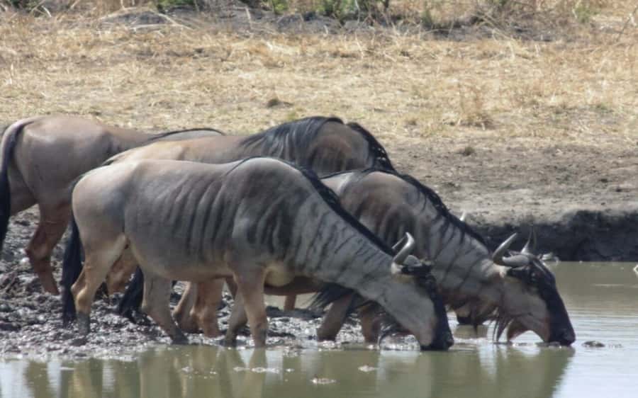 Dar Es Salaam: Overnight Safari at Mikumi National Park - Camp Bastian: A useful pause, not just a bed