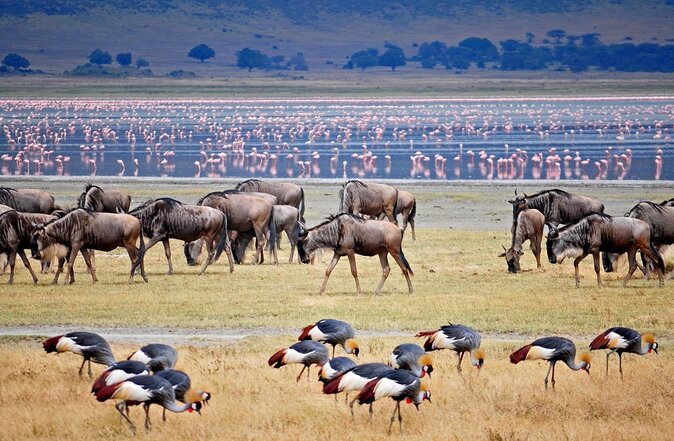 Day 1 Arusha – Lake Manyara National Park - Key points to know before booking