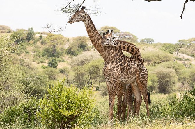 Day 1 Arusha – Lake Manyara National Park - Why Lake Manyara makes a good short safari