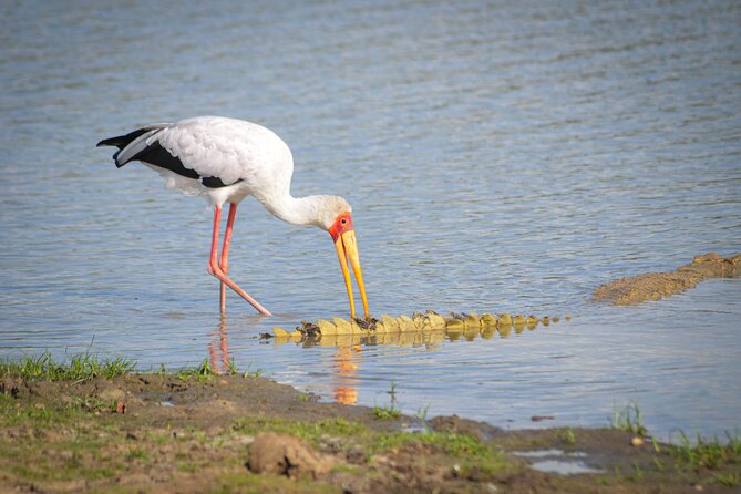 Day Safari Tour Selous Game Reserve - A picnic lunch with a wide park view