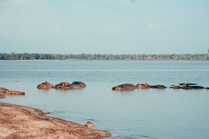 Day Safari Tour Selous Game Reserve - The afternoon search before the 4:00 PM flight