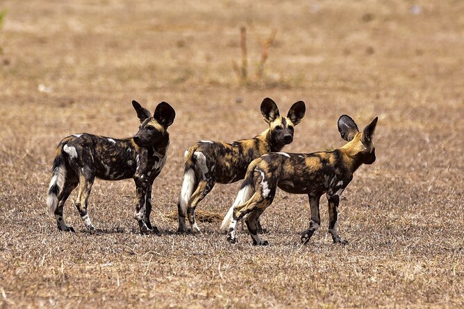 Day Safari Tour Selous Game Reserve - What $600 per person really buys