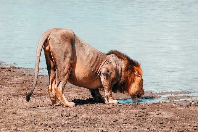 Day Safari Tour Selous Game Reserve - Guide service and group size