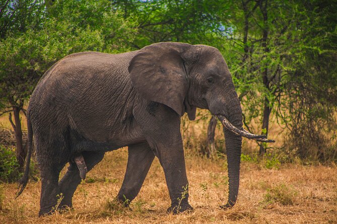 Day Safari Tour to Mikumi National Park - Key points at a glance