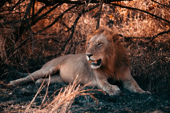 Day Safari Tour to Mikumi National Park - Why Mikumi works as a day trip from Zanzibar