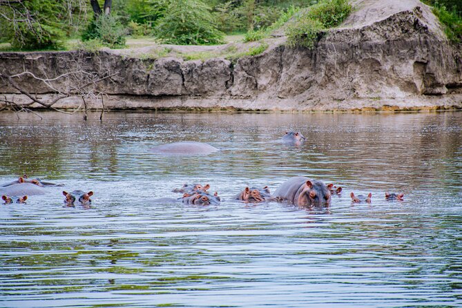 Day Safari Tour to Mikumi National Park - Lunch, coffee, and the practical middle of the day