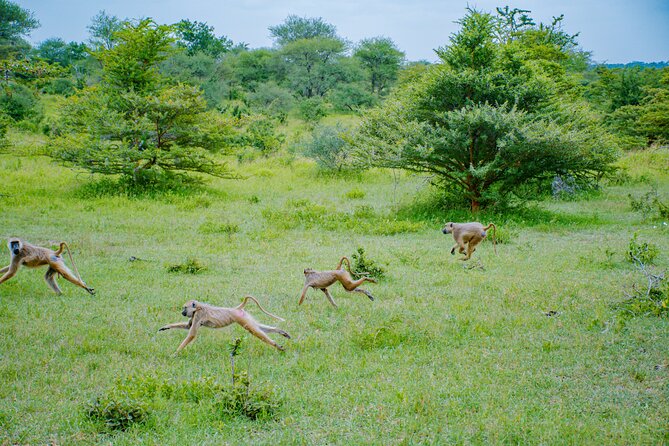 Day Safari Tour to Mikumi National Park - Is $480 a fair price?