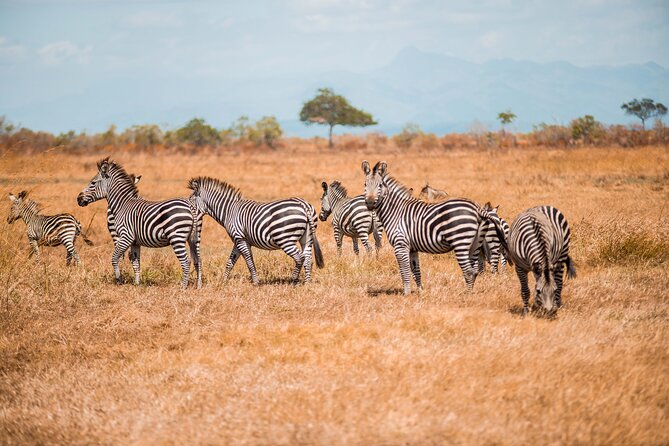 Day Safari Tour to Mikumi National Park - The early pickup and flight to the park