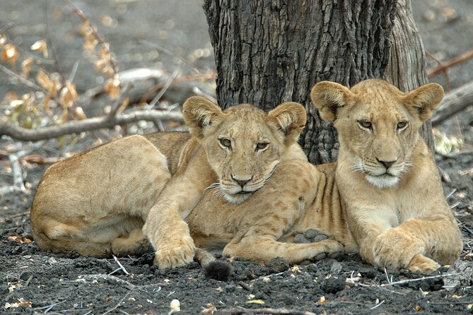 Day Safari tour to Selous Game Reserve from Zanzibar - Key points before you book