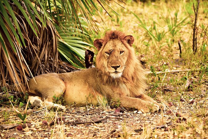 Day Safari tour to Selous Game Reserve from Zanzibar - The 3:40 a.m. start and flight to the bush