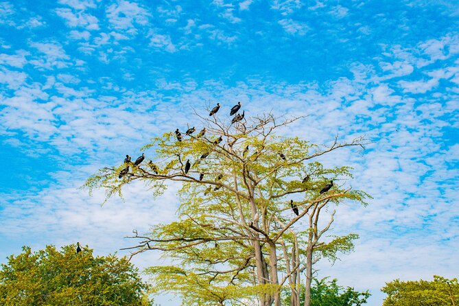 Day Safari tour to Selous Game Reserve from Zanzibar - Lunch in the reserve and a needed pause