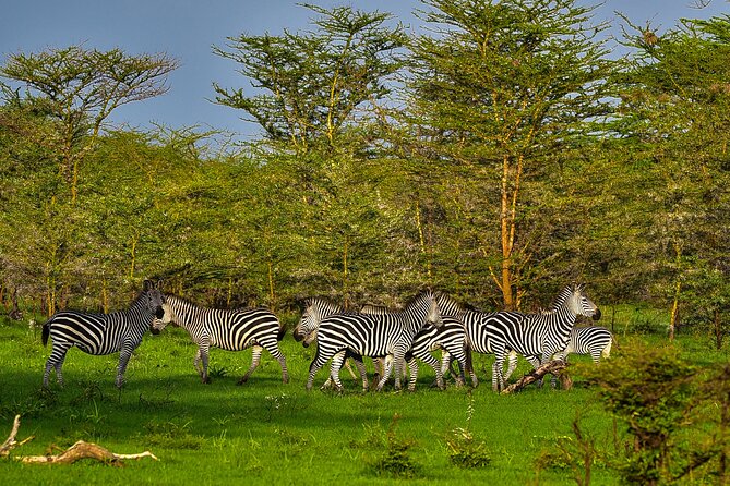 Day Safari tour to Selous Game Reserve from Zanzibar - When Selous becomes another park