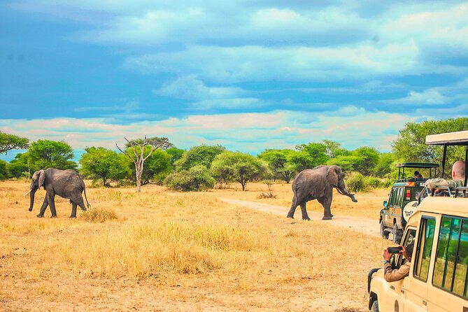 Day Safari tour to Selous Game Reserve from Zanzibar - Eight hours among elephants, lions, and hippos