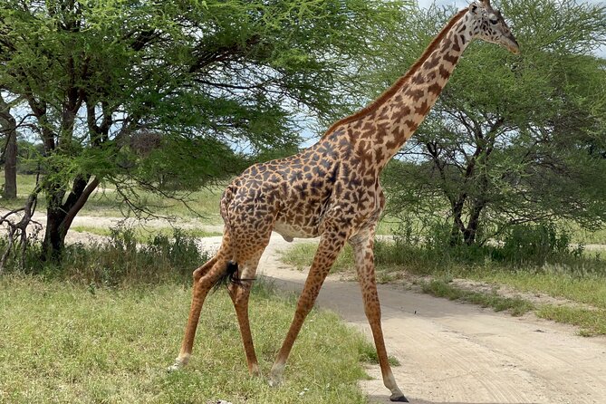 Day Tour to Tarangire National Park from Arusha - Leaving Arusha for the park
