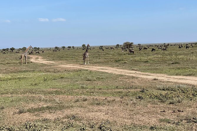 Day Tour to Tarangire National Park from Arusha - Animals you are likely to look for
