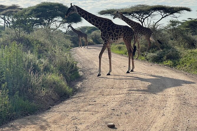 Day Tour to Tarangire National Park from Arusha - Lunch, water, binoculars, and WiFi