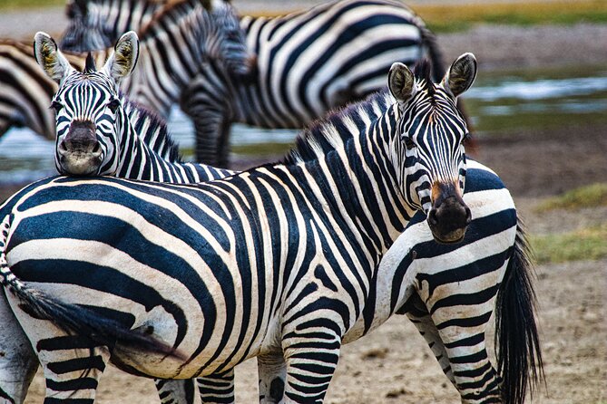 Day Tour to Tarangire National Park from Arusha - Is the $274 price good value?