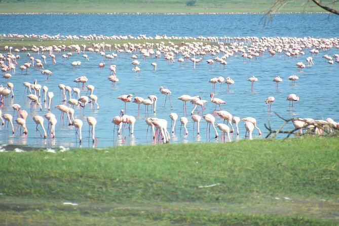 Day Tour to Tarangire National Park from Arusha - Who should book this Tarangire day trip?