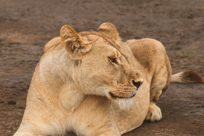 Day Tour to Tarangire National Park from Arusha - The Tarangire game drive