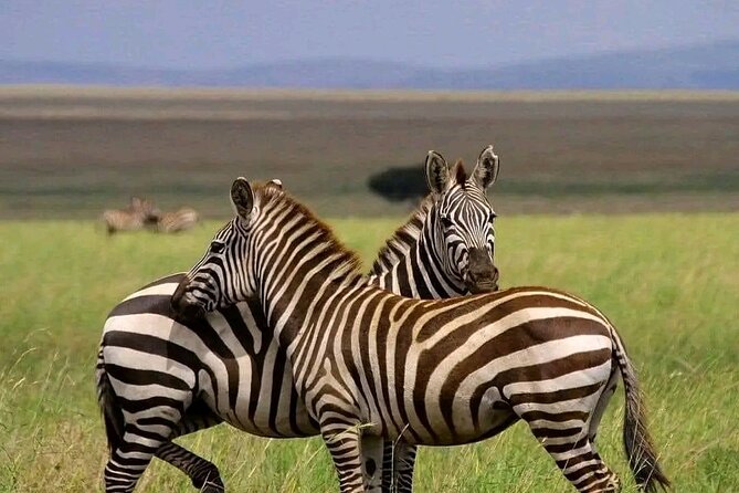Day trip Safari to Mikumi National Park - Key points before you book