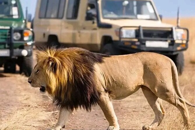 Day trip Safari to Mikumi National Park - Why this safari works from Zanzibar