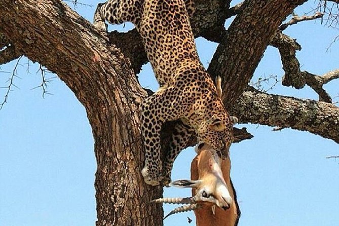day trip tarangire - The animals you may see along the way