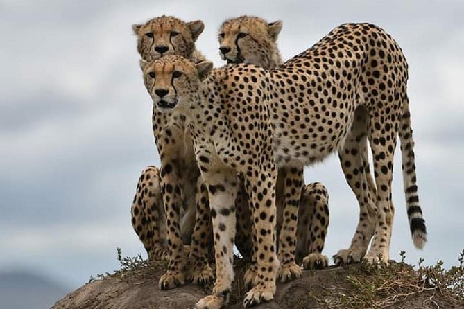 day trip tarangire - What the $270 price really gives you