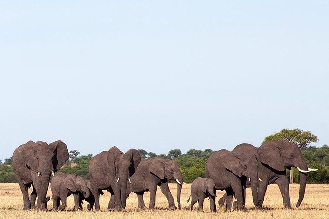 day trip tarangire - Who should book this Tarangire day trip