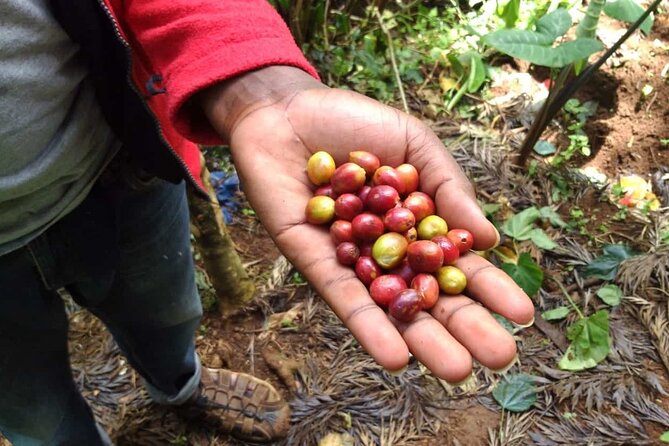 Day trip to Materuni waterfall, Coffee tour and Moshi Nightlife - What the private format really adds