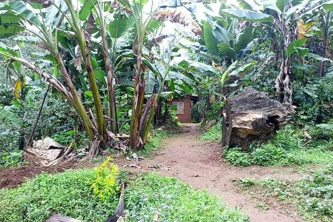 Day trip to materuni waterfalls and coffee tour - Lunch made locally after the walk