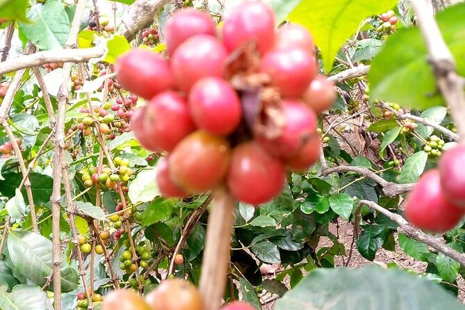 Day trip to materuni waterfalls and coffee tour - What the $70 price really covers