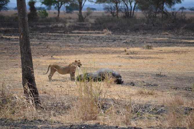 Day trip to Mikumi National Park from Dar es salaam - Entering Mikumi National Park in the morning