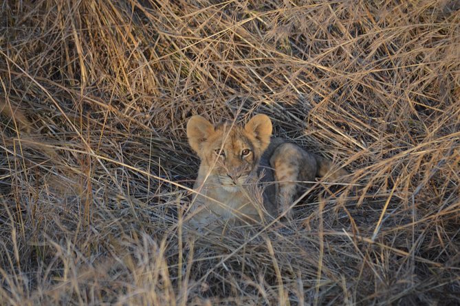 Day trip to Mikumi National Park from Dar es salaam - What you may see on the game drive