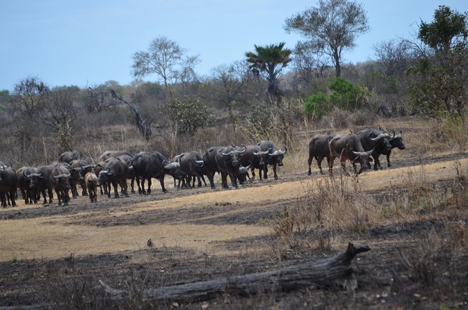 Day trip to Mikumi National Park from Dar es salaam - Lunch at Banda restaurant