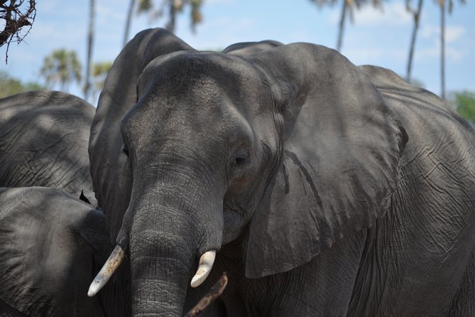 Day trip to Mikumi National Park from Dar es salaam - The 3:30am start from Dar es Salaam