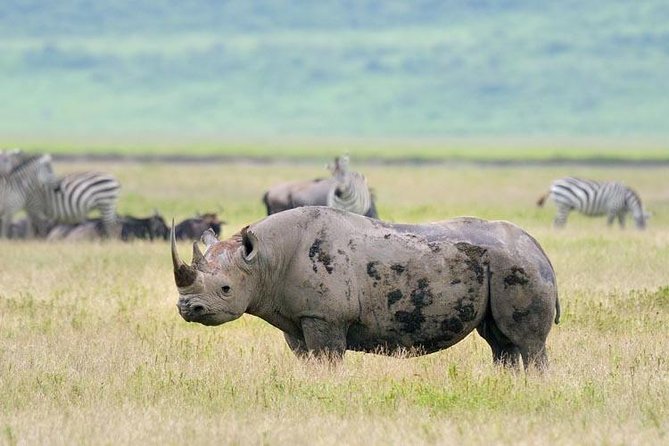 Day Trip to Ngorongoro Crater - Four hours of game viewing and a picnic lunch