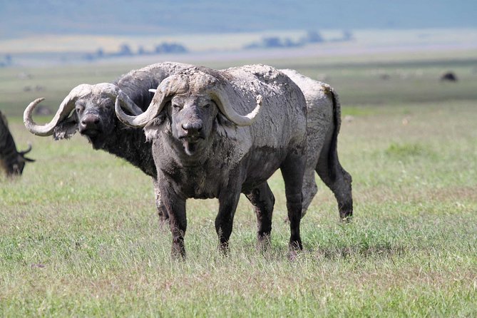 Day Trip to Ngorongoro Crater - What the $345 price includes