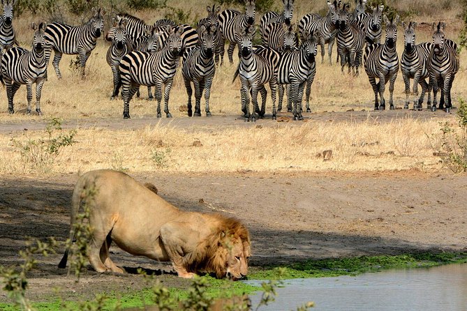 Day Trip to Ngorongoro Crater - Who will get the most from this safari
