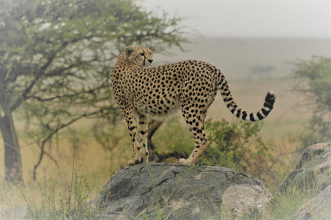 Day Trip to Selous (Nyerere) National Park Flying from Zanzibar - Key points before you book
