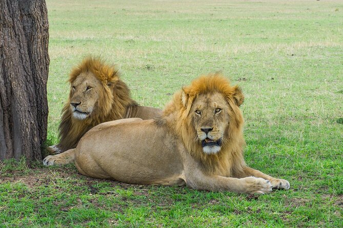 Day Trip to Selous (Nyerere) National Park Flying from Zanzibar - Booking details that deserve a final check